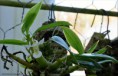 /album/fotogalerie/dendrobium-olygophyllum-jpg/